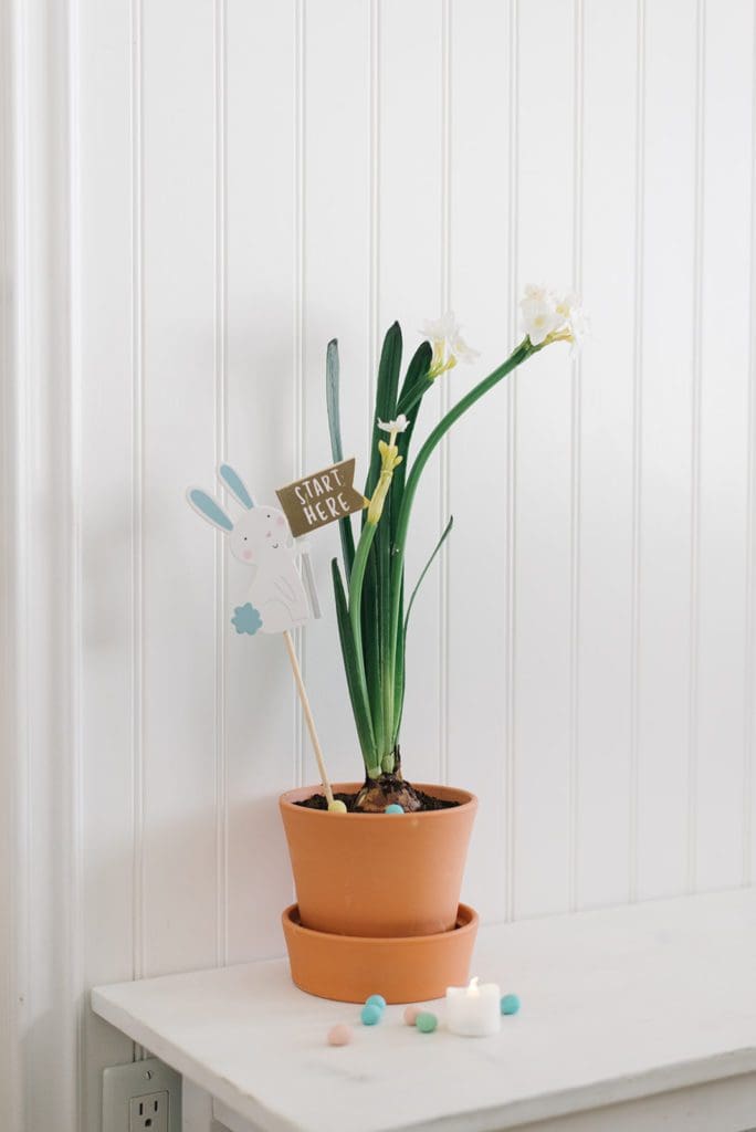 Paperwhites in terracotta pot decorated for Easter 