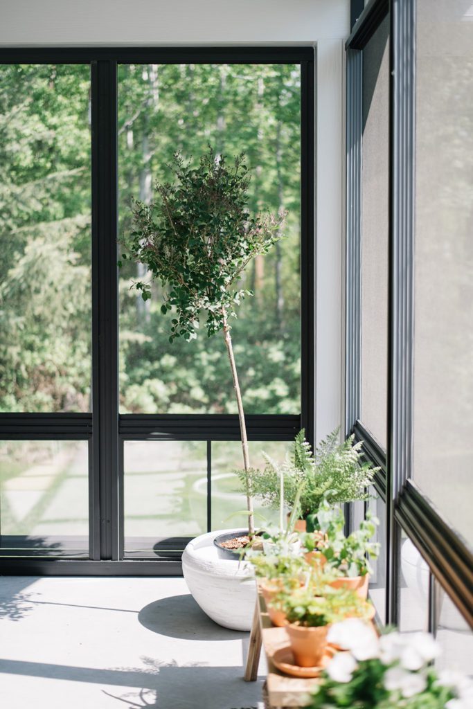 A potted tree sits in front of a large window