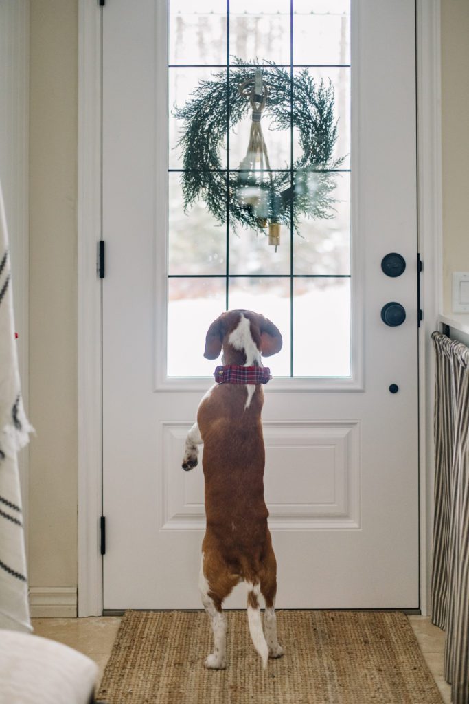 Beagle at front door with Christmas wreath