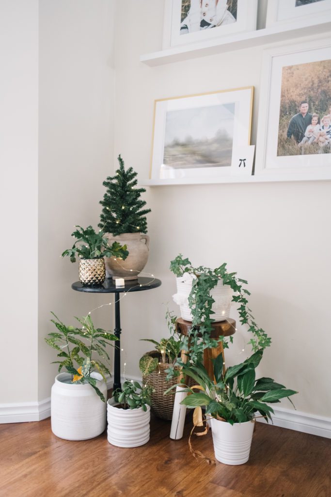 Indoor Houseplants decorated for Christmas