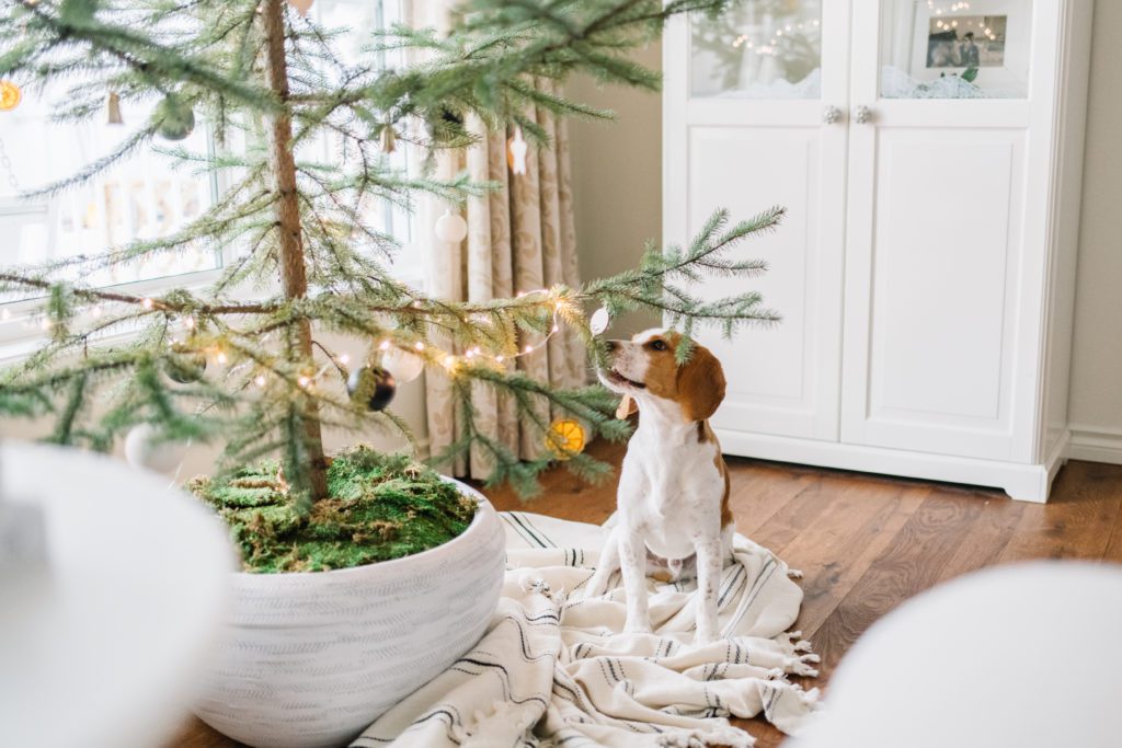 A dog sniffing a Christmas tree