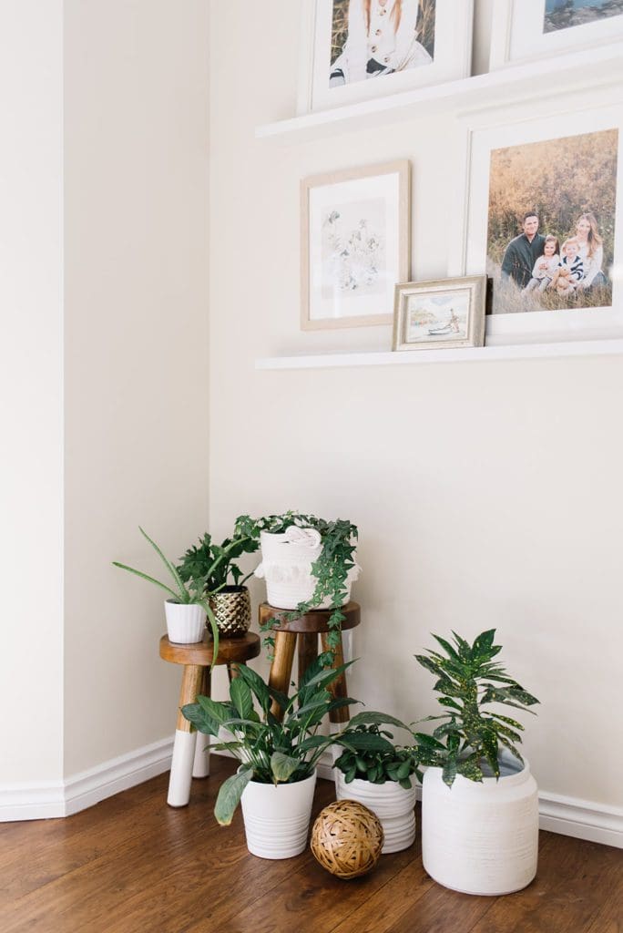 A collection of plants under a gallery wall