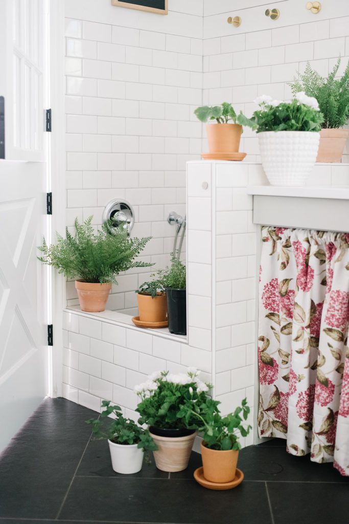Potted plants in a mudroom shower