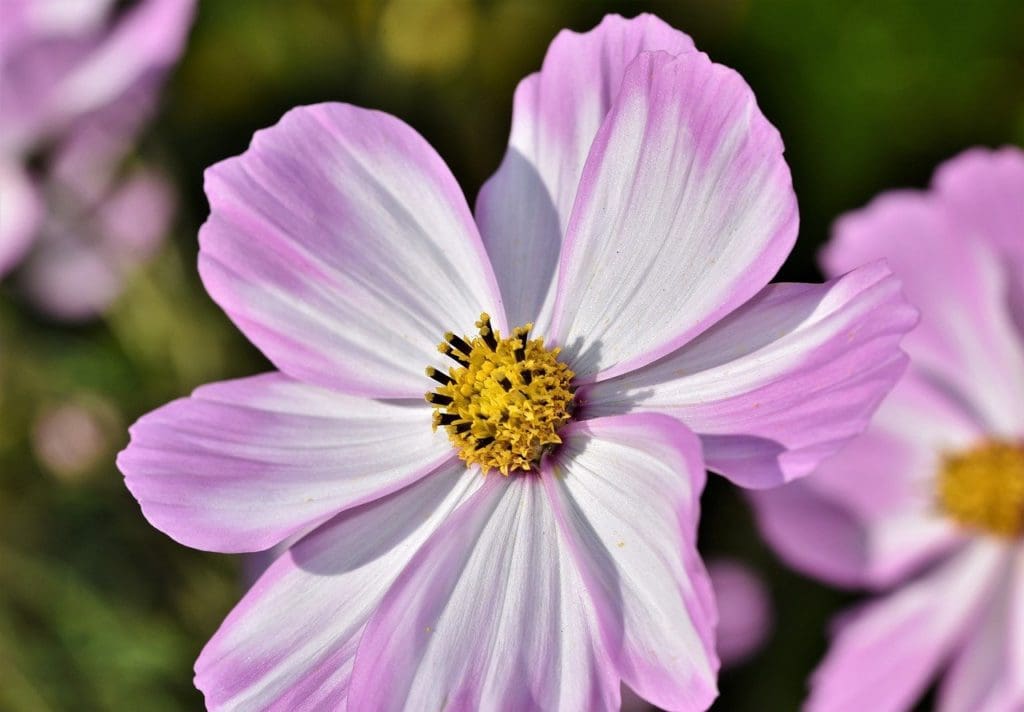 A close up of a flower