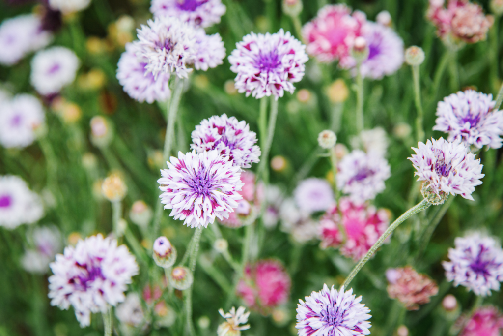 A close up of a flower