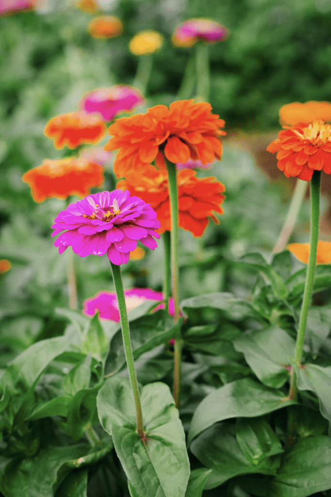 A close up of a flower garden