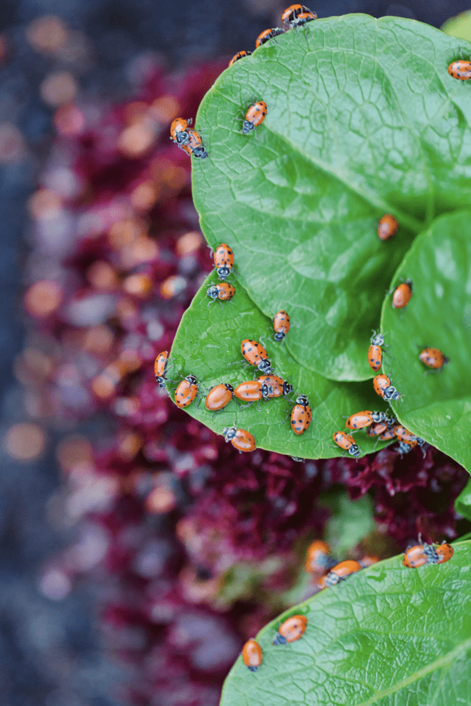 ladybugs on a green leaf