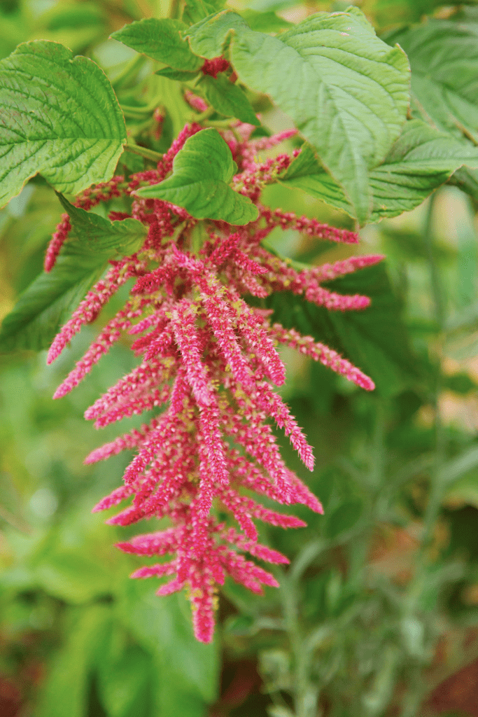 close up of Amaranth