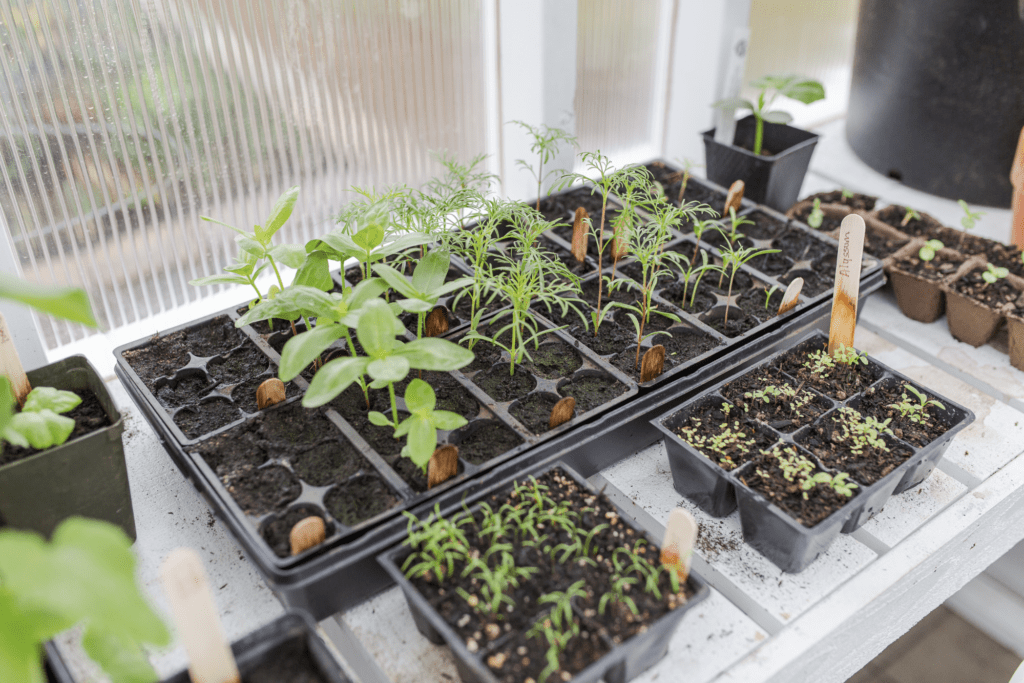 Seedling growing in trays in a greenhouse