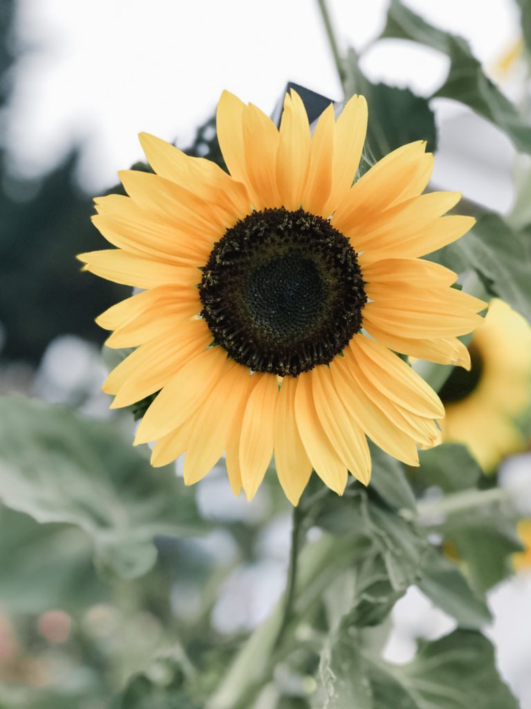 A close up of a sunflower