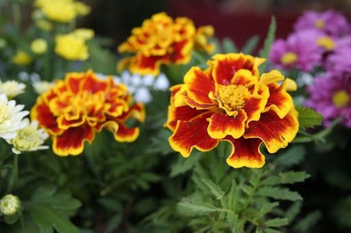 A close up of a flower