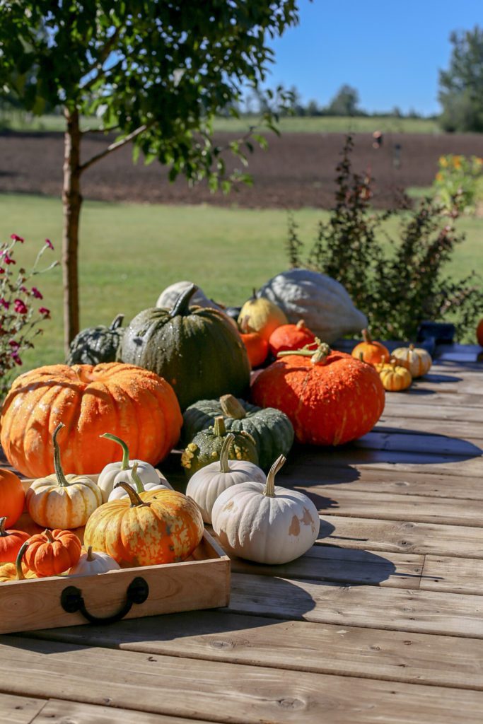 a large group of different kinds of pumpkins