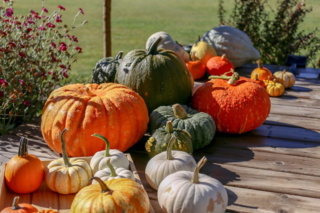 a mixed group of pumpkins