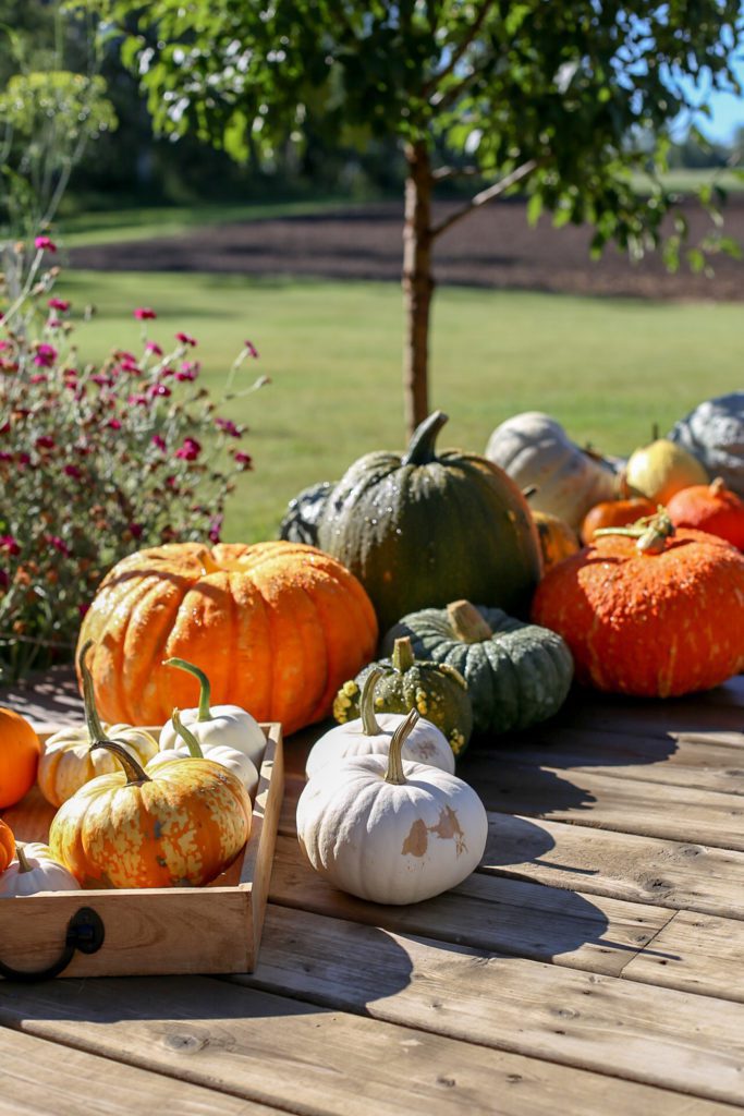 A group of pumpkins sitting on a deck
