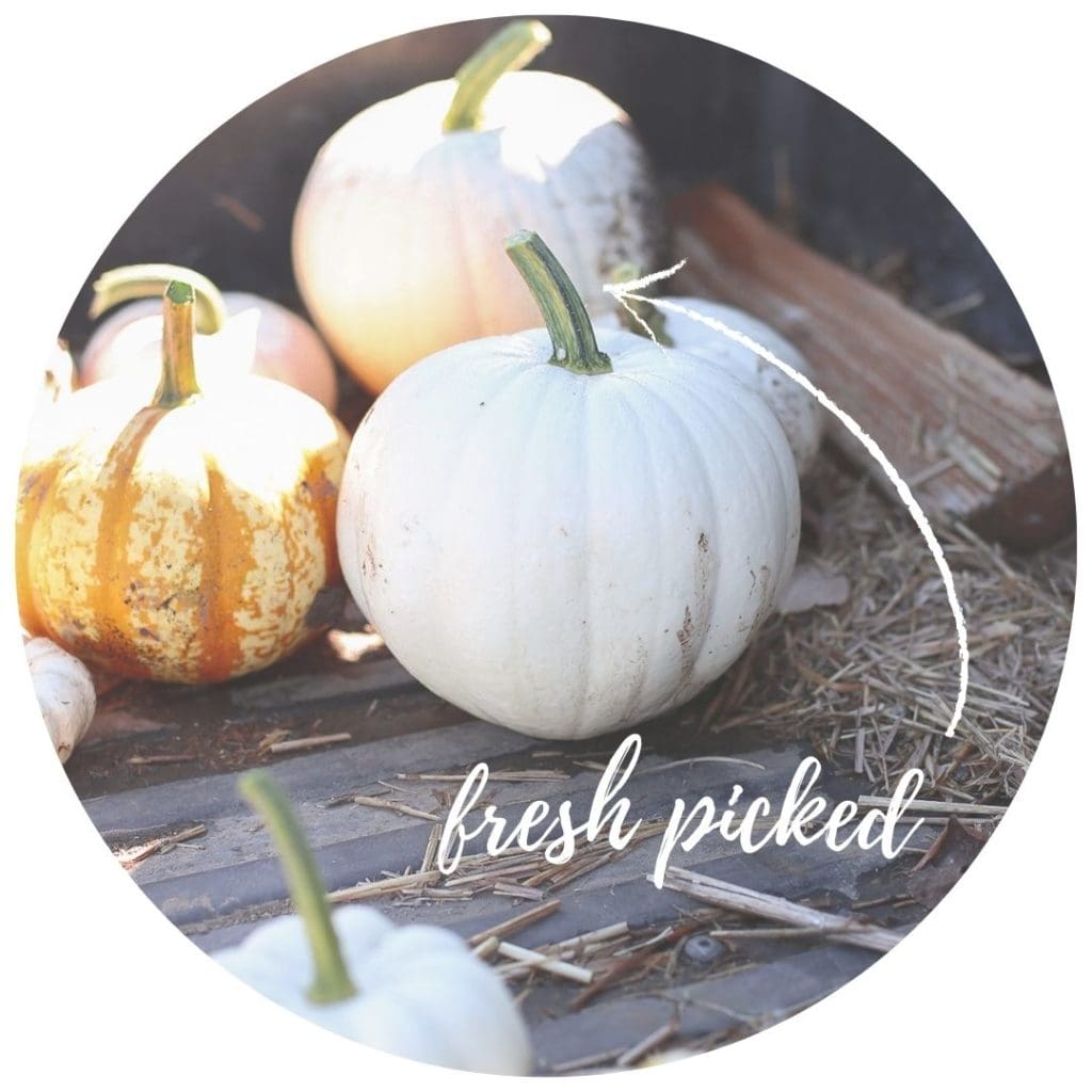 pumpkins with green stems before they are cured