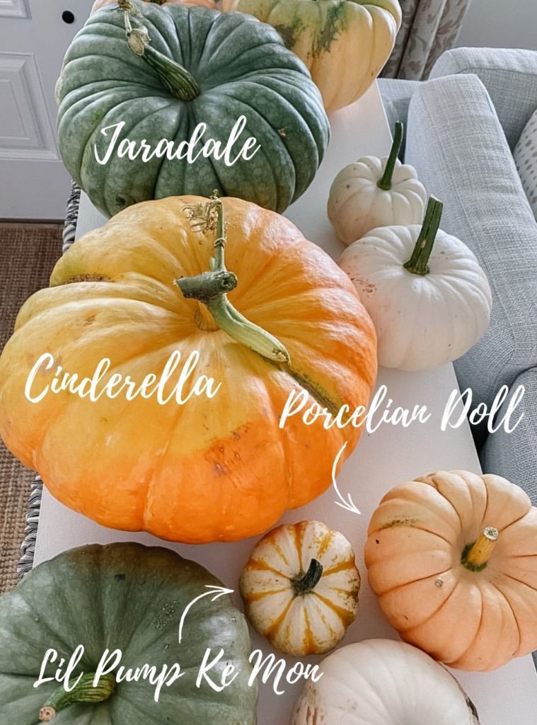 types of pumpkins