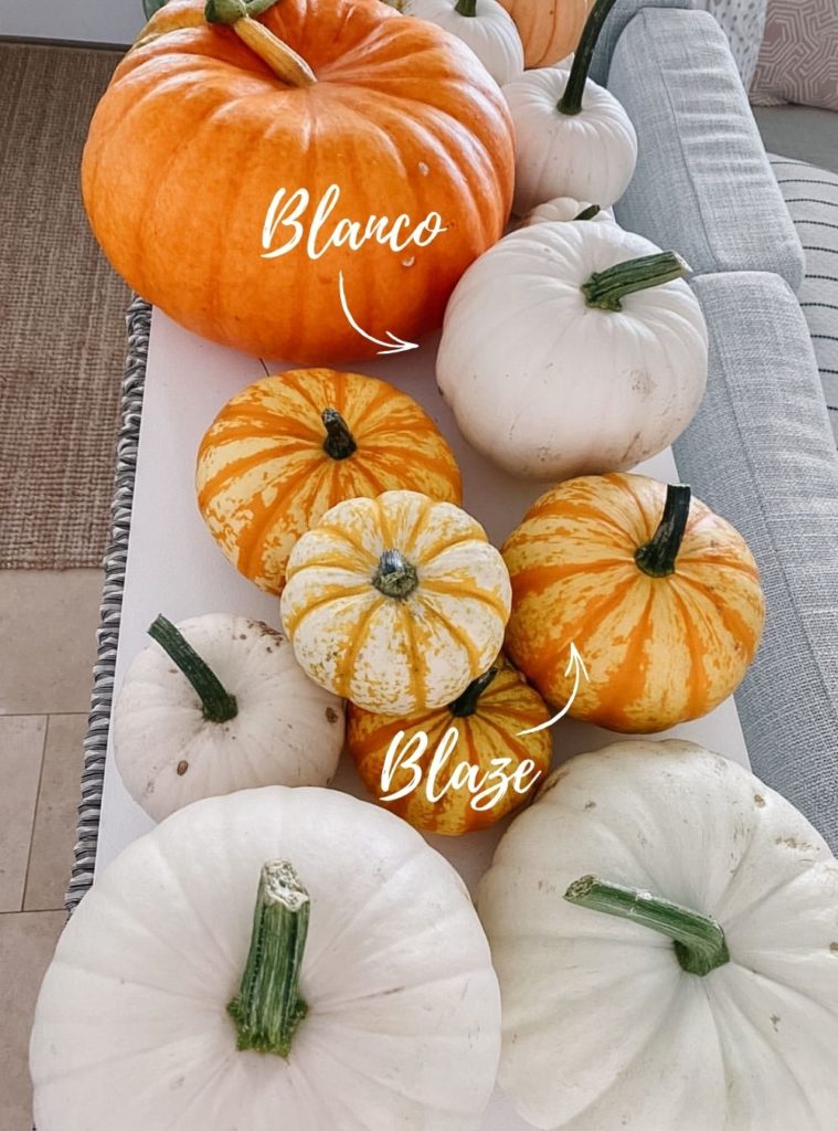types of pumpkins