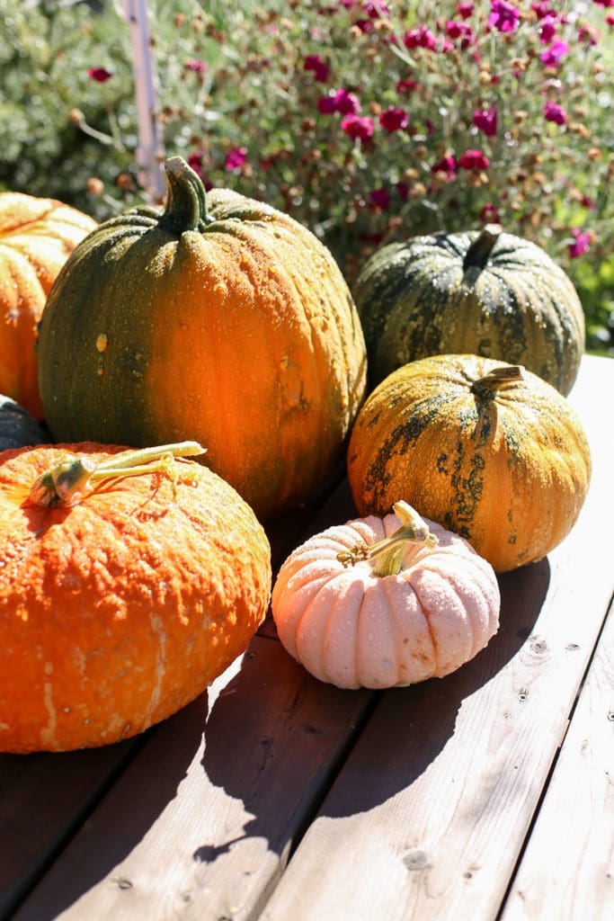 orange and pink pumpkins