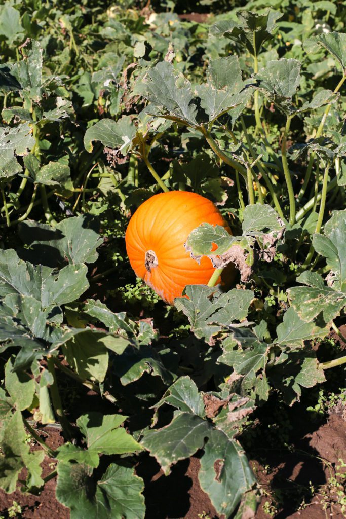 big orange pumpkin in a field on the vine