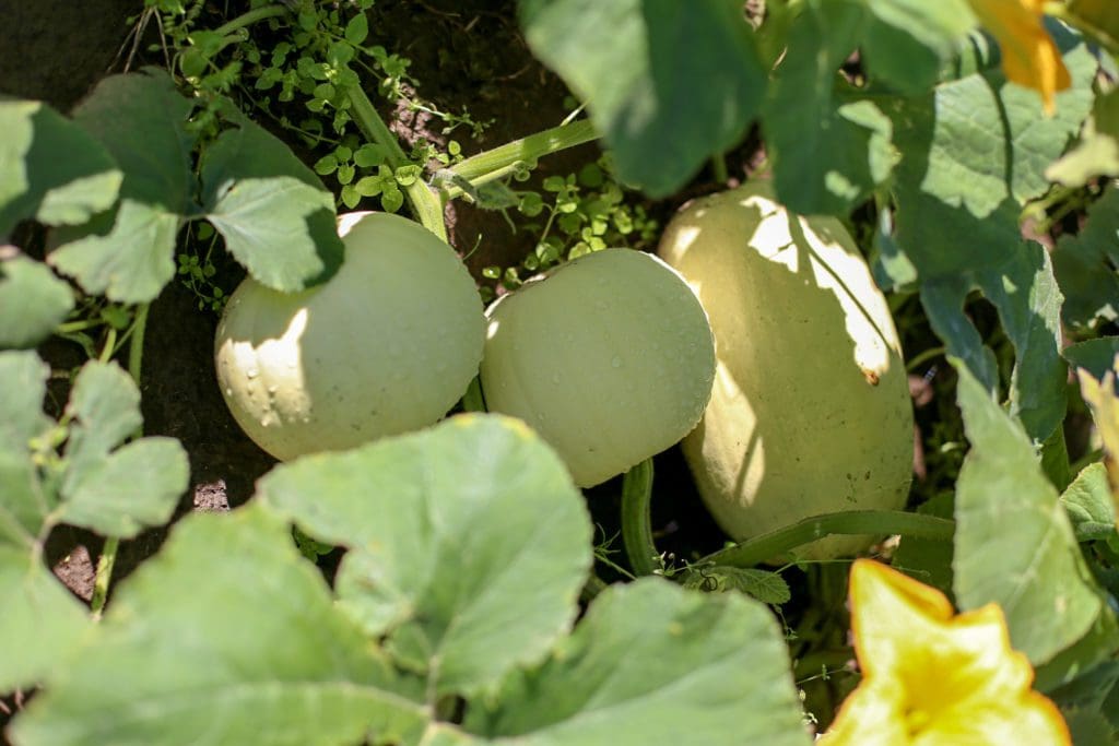 white pumpkins on the vine