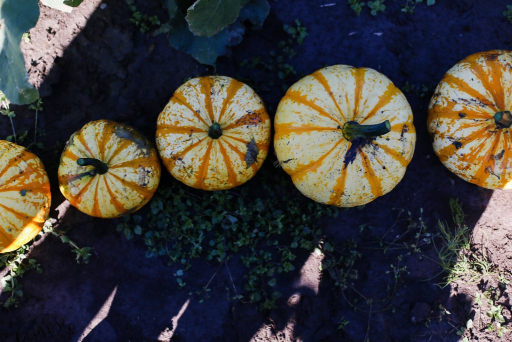 tiny pumpkins in a row sitting in the dirt