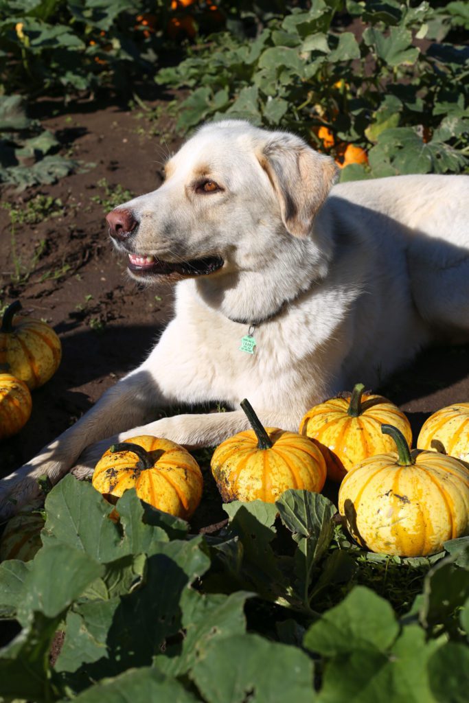 A dog lying on the ground beside pumpkins