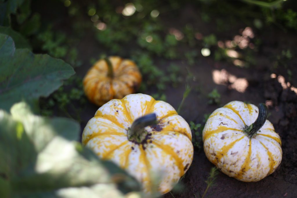 small white and yellow striped pumpkins
