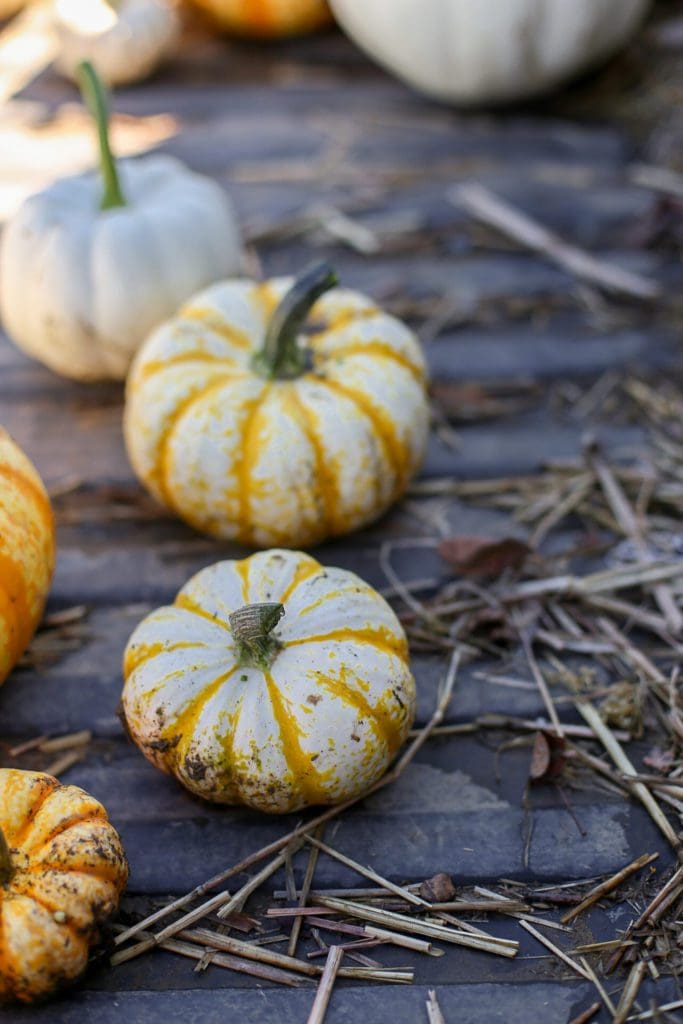 tiny white and yellow striped pumpkins