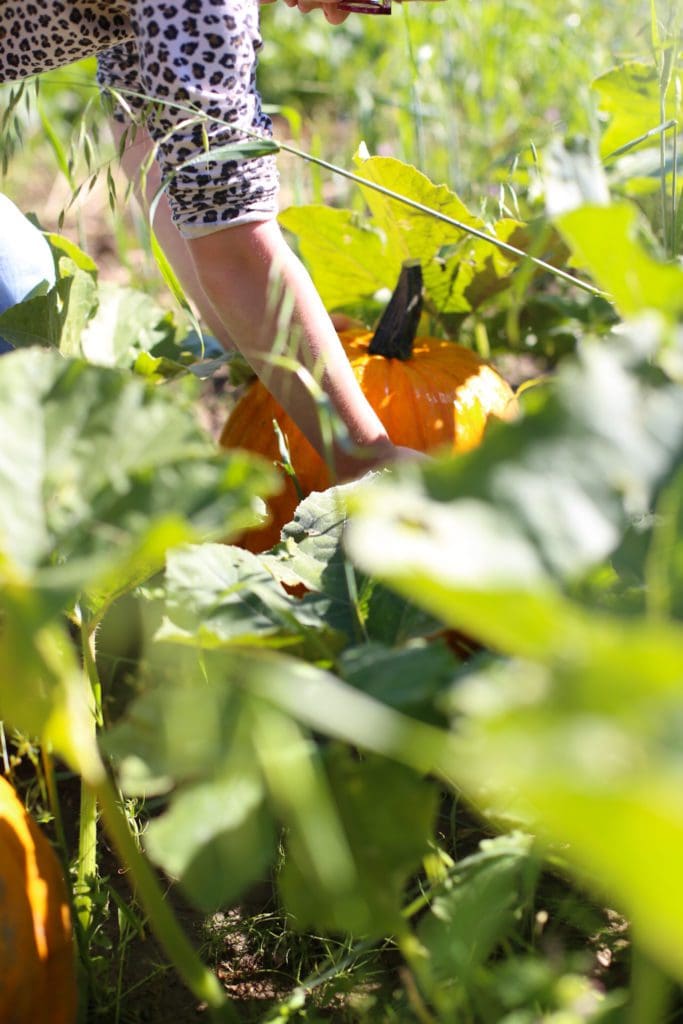 a girl reaches for a big orange pumpkin in a field