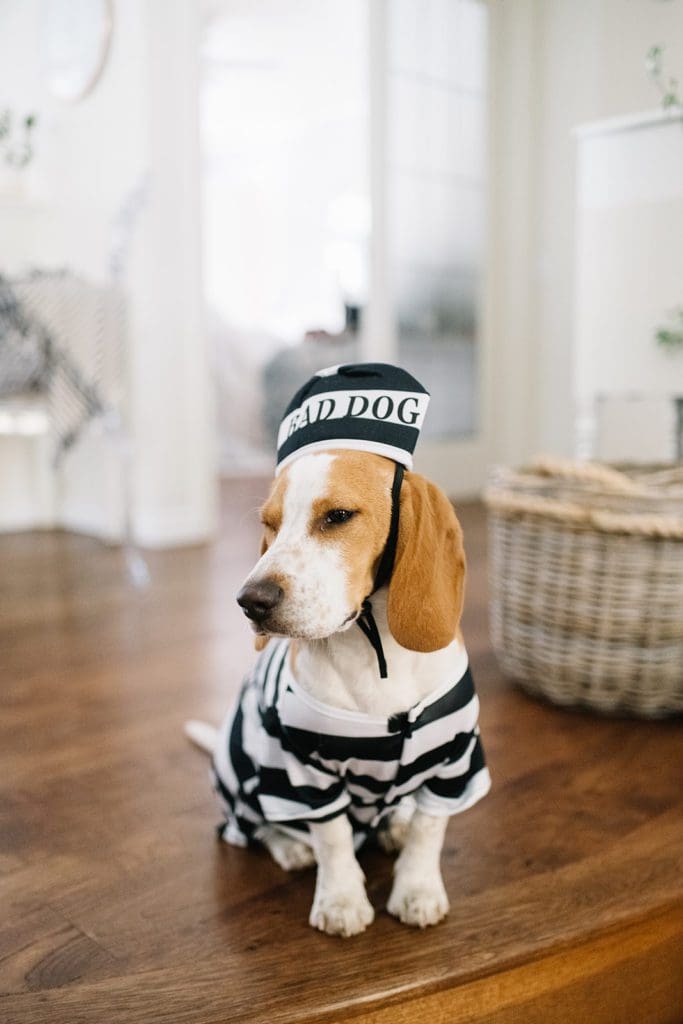 Dog Inmate Costume 