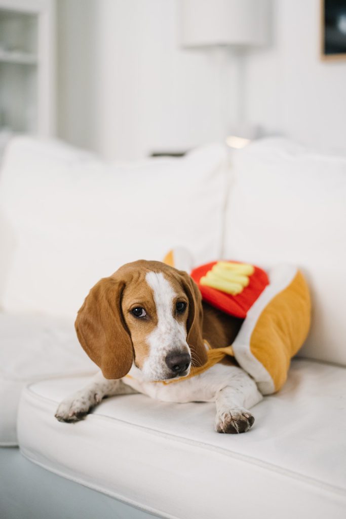 beagle lying on couch in hot dog costume