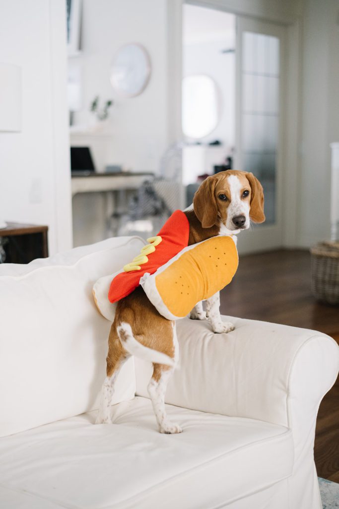 dog standing on couch in hot dog costume