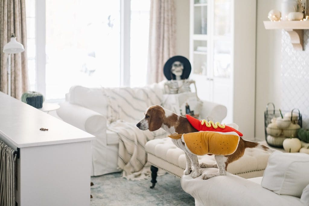 dog balancing on ottoman with skeleton in background