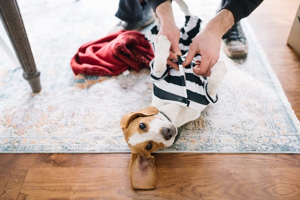 beagle in prisoner costume for Halloween