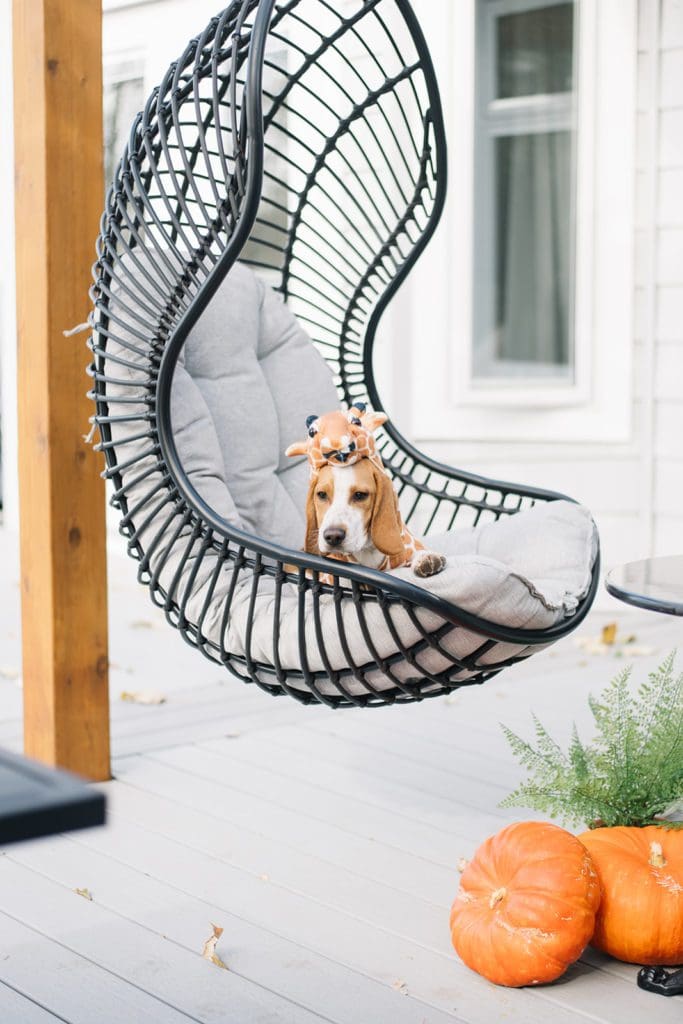 dog in a swing