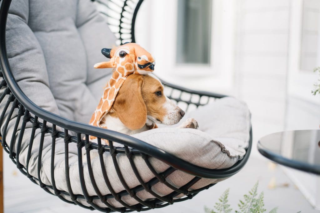 dog in a giraffe costume