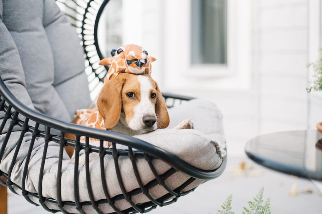 A dog sitting in an outdoor swing chair in a giraffe costume