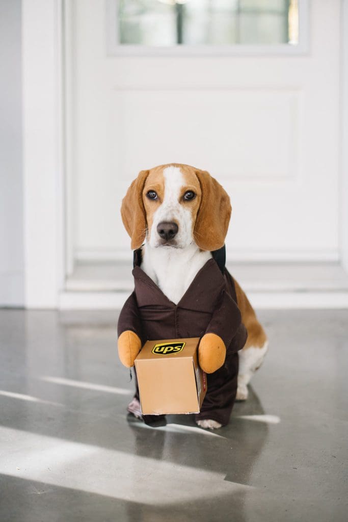 dog holding a UPS box