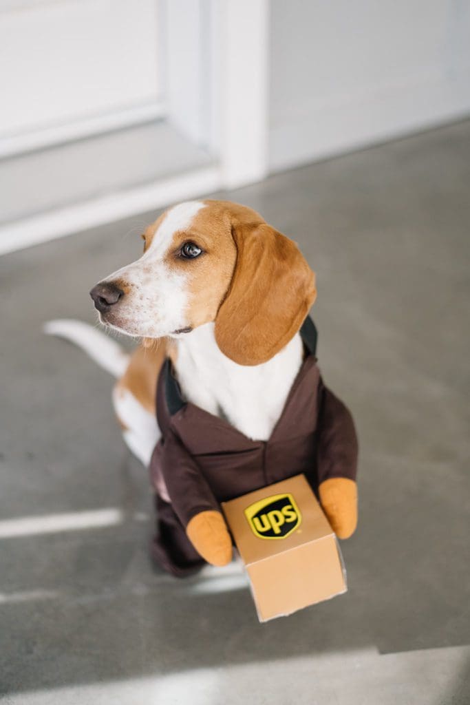 dog in costume holding a UPS box