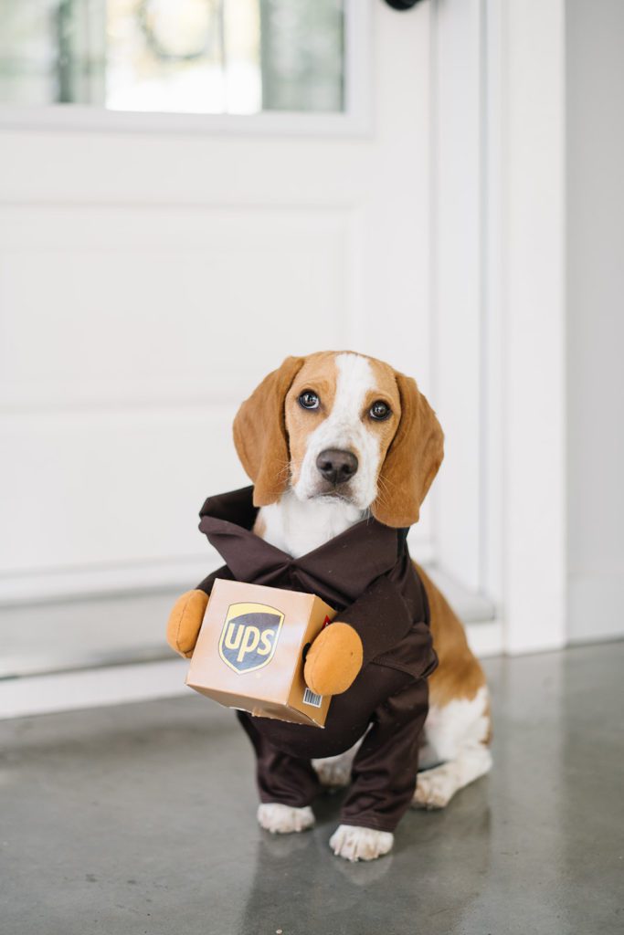 small dog in a UPS person costume