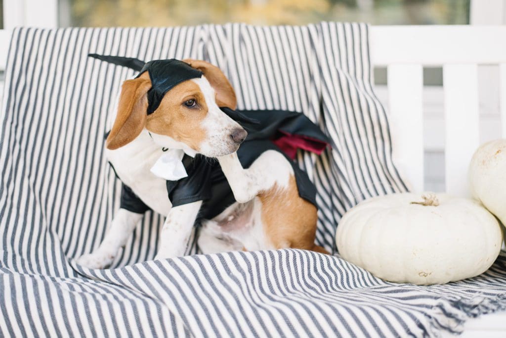 dog in vampire costume