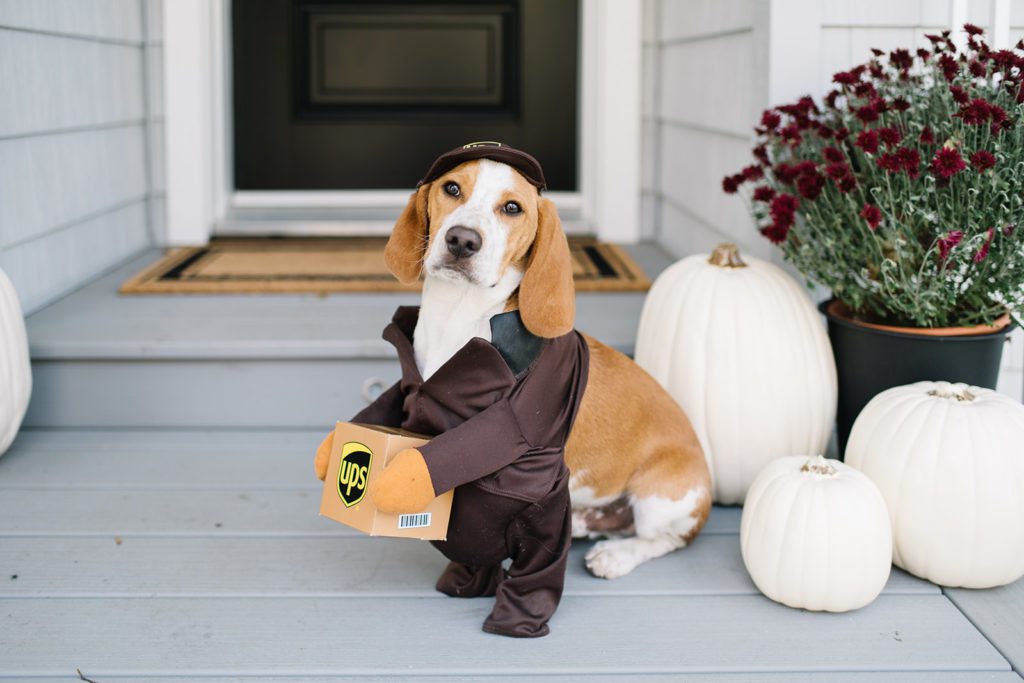 beagle in halloween costume sitting in front of pumpkins