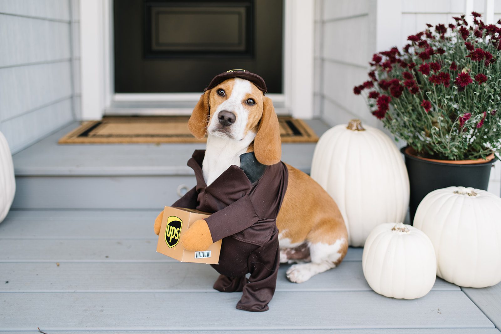 dog in a UPS Halloween costume