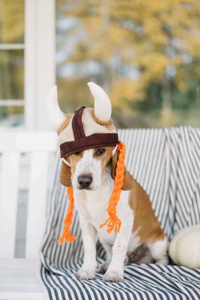 dog in viking hat
