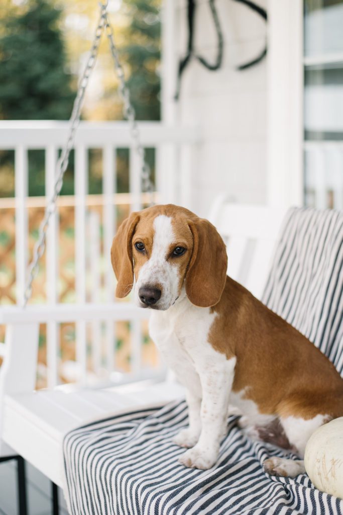 beagle sitting on a porch swing