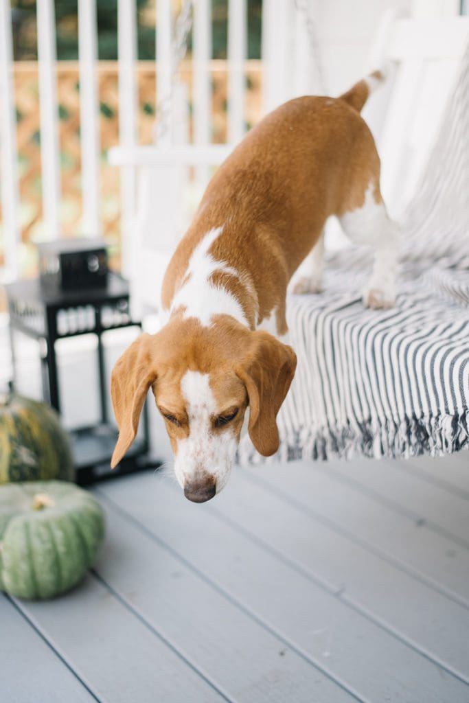 dog jumping off swing