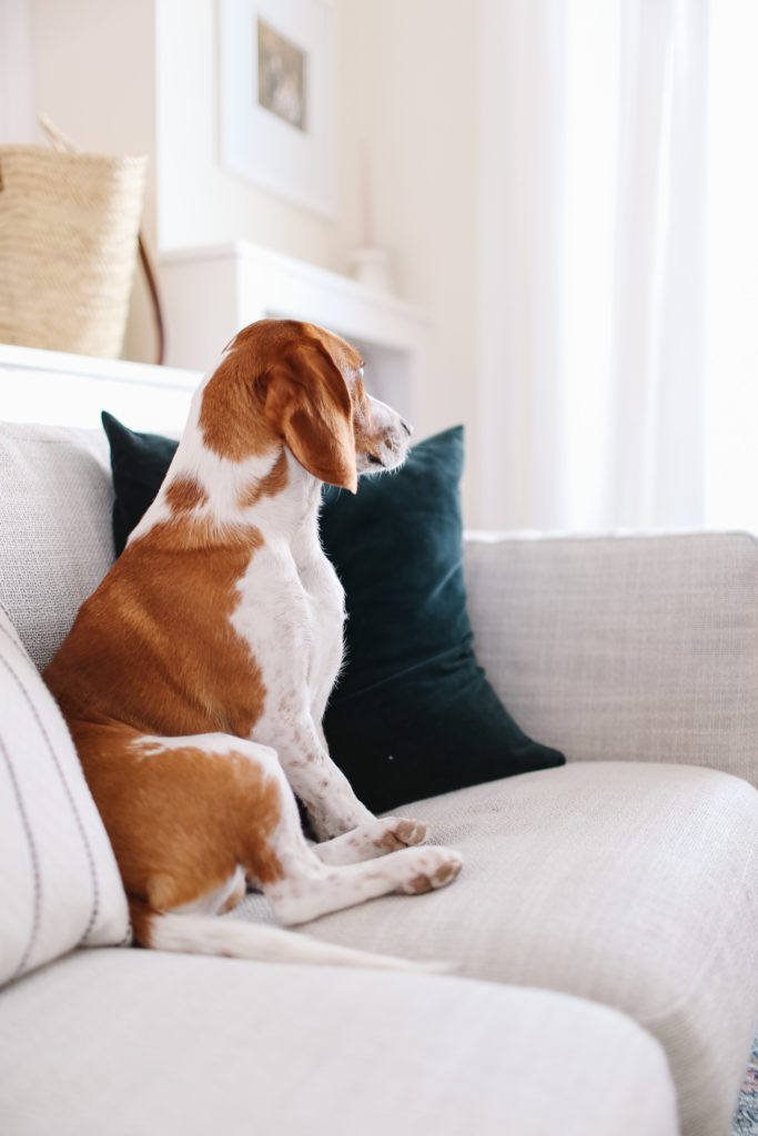 
beagle sitting on a couch