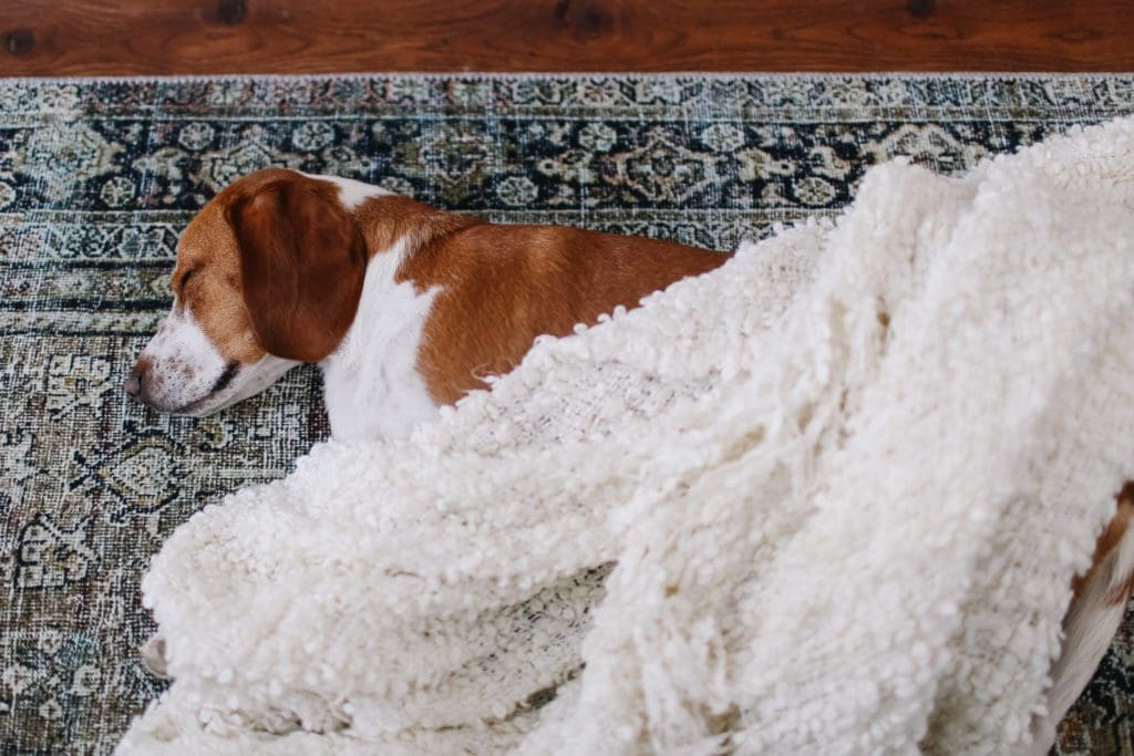 beagle lying under a blanket