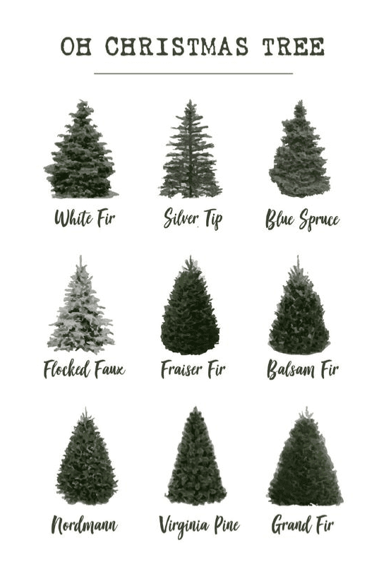 types of Christmas trees