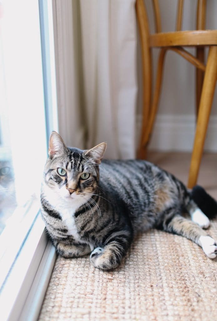 A cat resting on a rug by a window